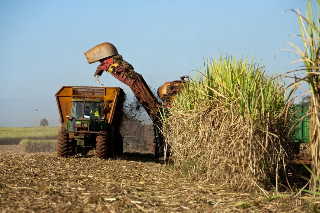 Government Orders Three-Month Shutdown of Sugar Mills in Western Kenya, Sparking Economic Fears