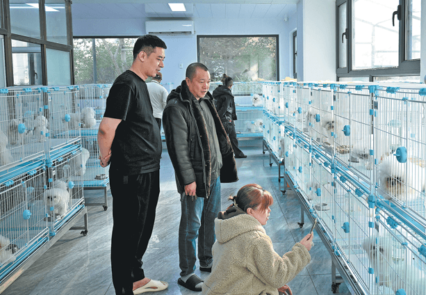 Anshan's Pivot from Steel to Pets Faces Uncertain Future