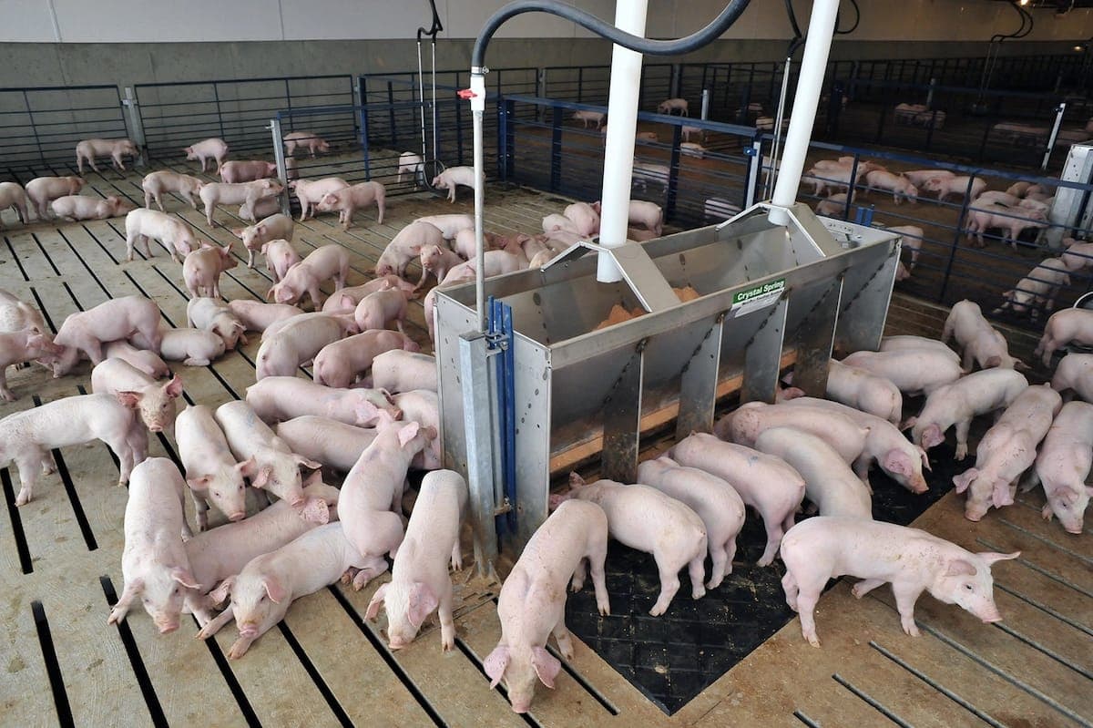 The "White Gold" of Kiambu: Why Youth are Ditching Matatus for Pig Farming