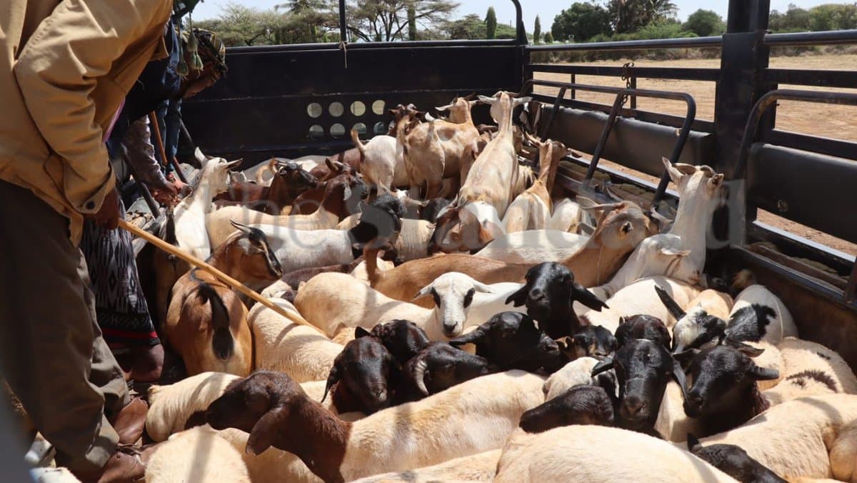 Guns, Goats, and Grit: The Mechanics of the Isiolo Crackdown