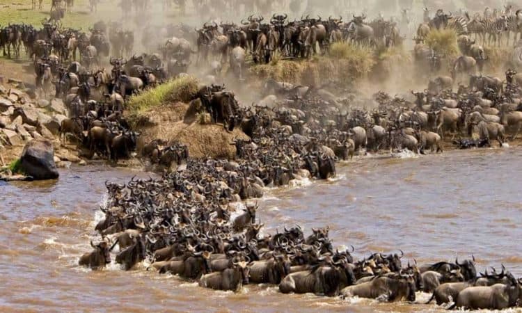 Maasai Mara Guide Claims Tanzanian Helicopters Deter Wildebeest Migration