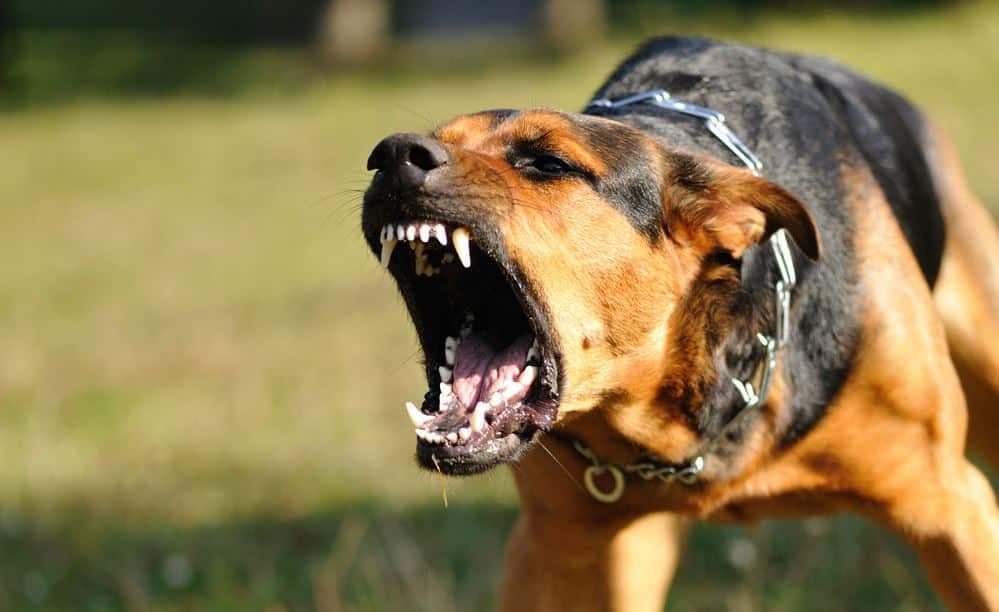 Kilifi on High Alert as Rabies Cases and Dog Bites Surge
