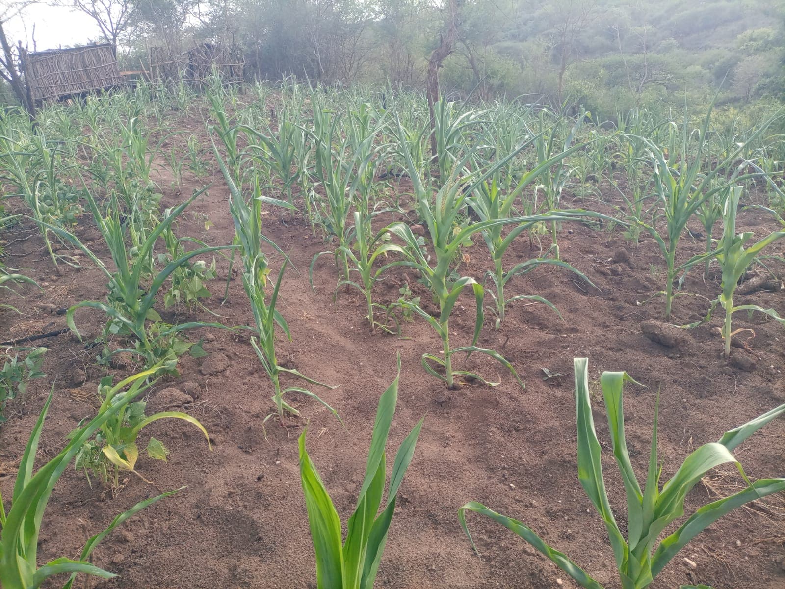 Early Rainfall Ignites Urgent Hope for Drought-Stricken Kitui Farmers