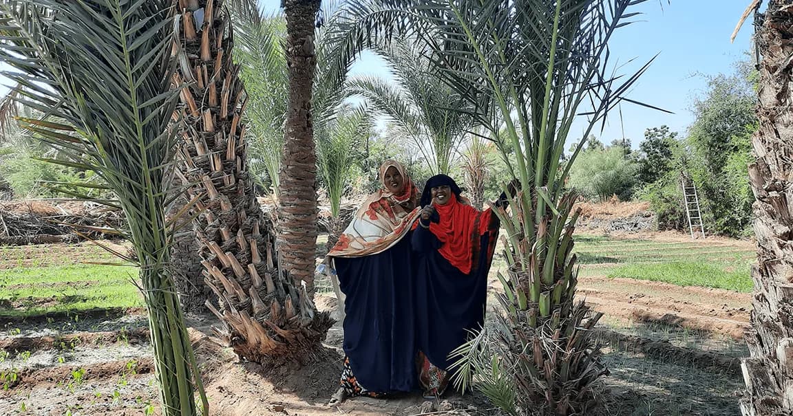 Date palm cultivation set for commercial take-off