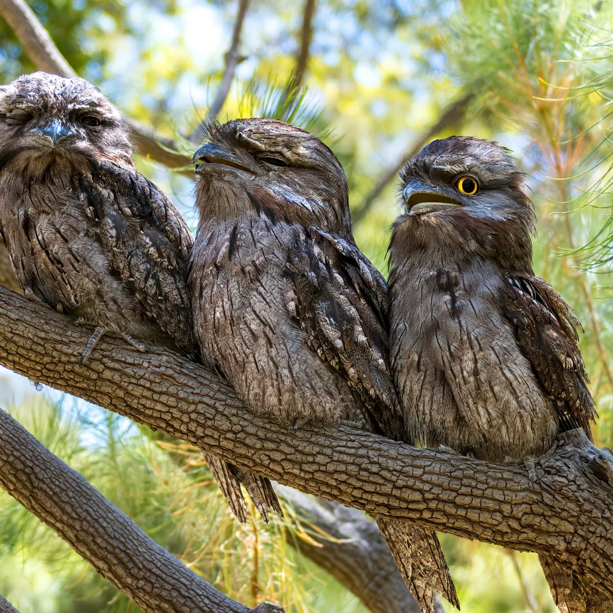 Australian Bird of the Year: Final Countdown as Voting Closes