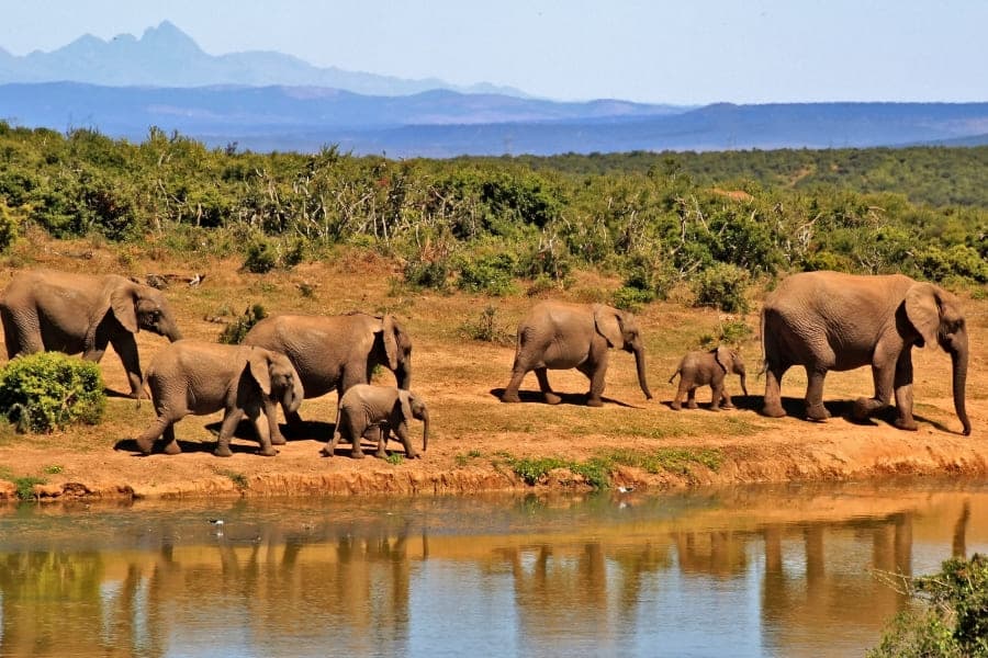 Samburu National Reserve