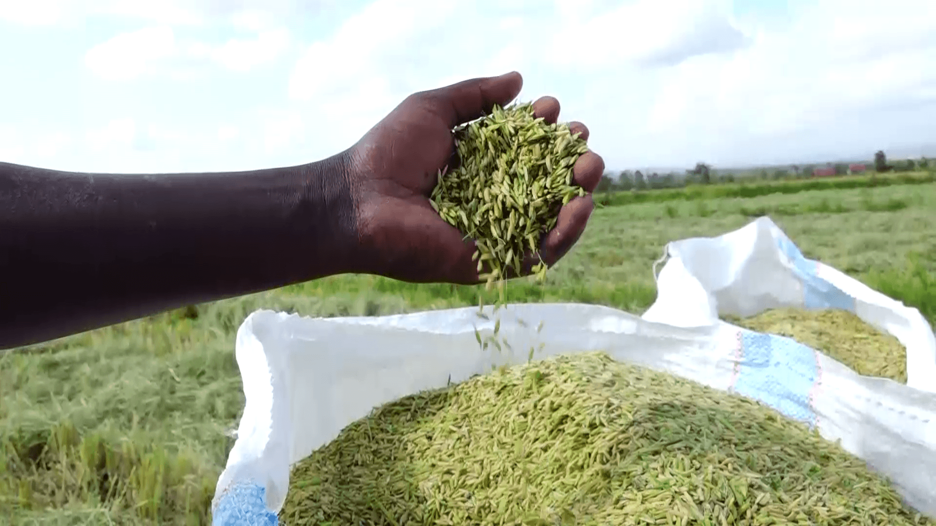 Mwea Miracle: State Buys All Rice Stock as Production Hits 302,000 MT
