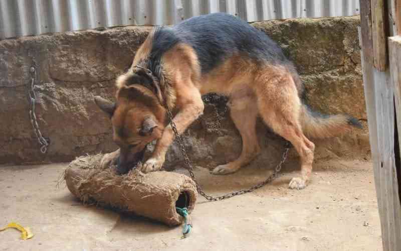 Viral Dog Video Sparks Debate on Animal Welfare in Kenya