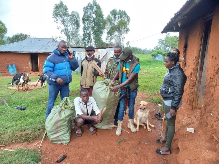 Police Seize 98 Rolls of Bhang in Homa Bay Crackdown, Suspect Arrested