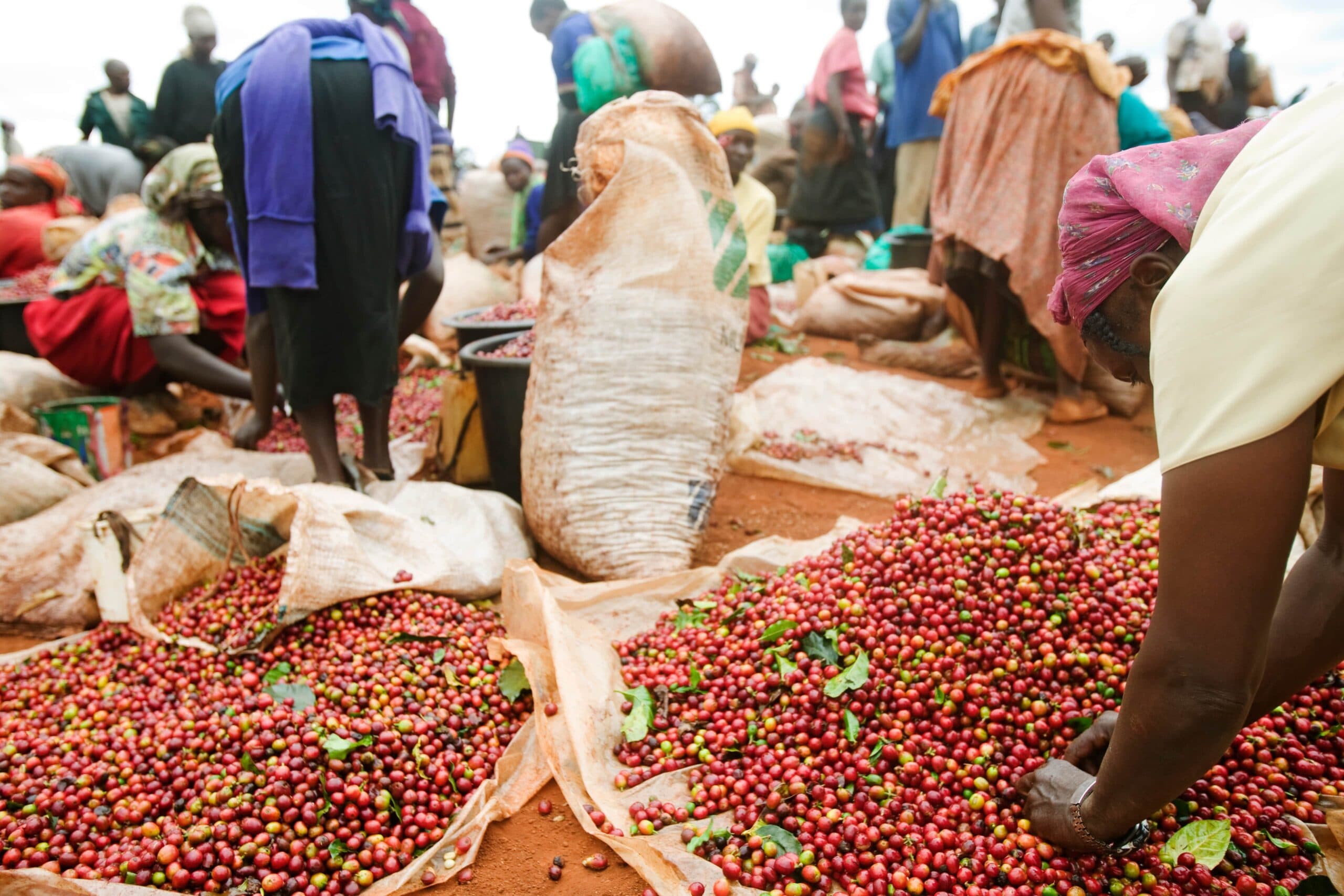 Quality, consistency key for sustainable Kenya coffee revival