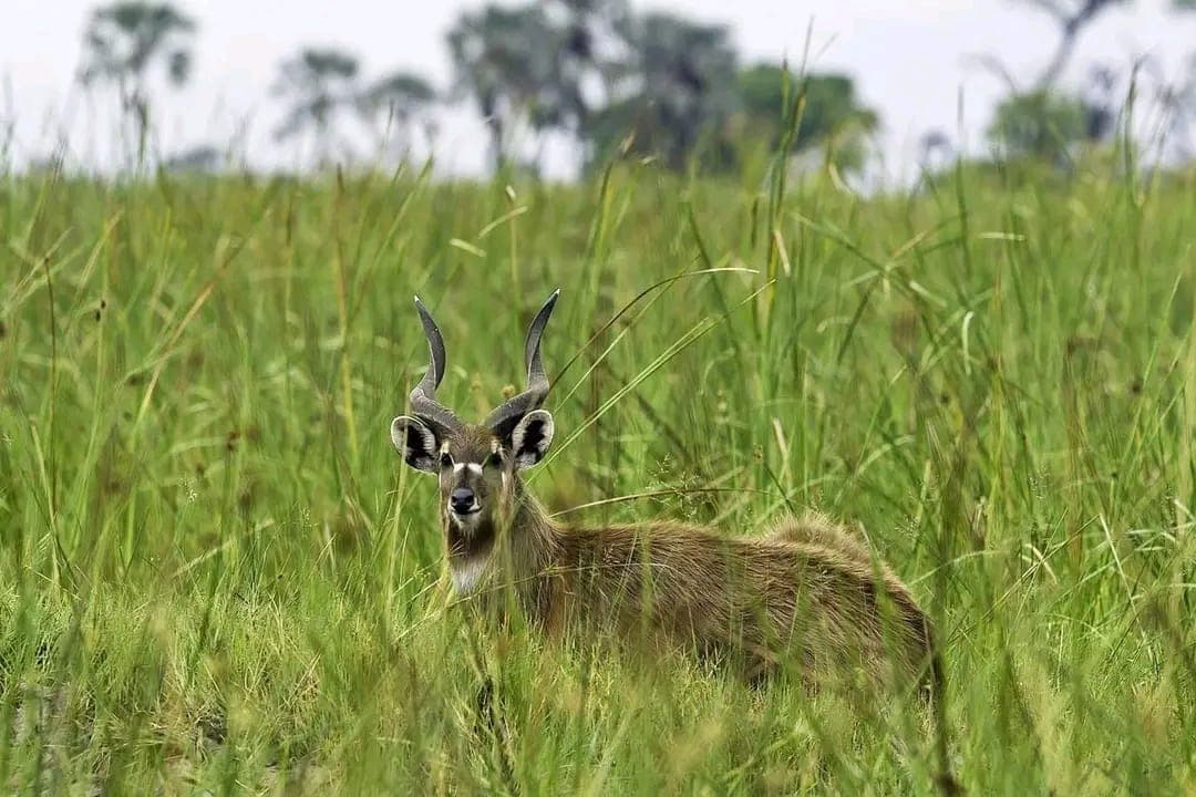 Wetlands Reborn: Nandi Restores 500 Acres Ahead of Global Fete