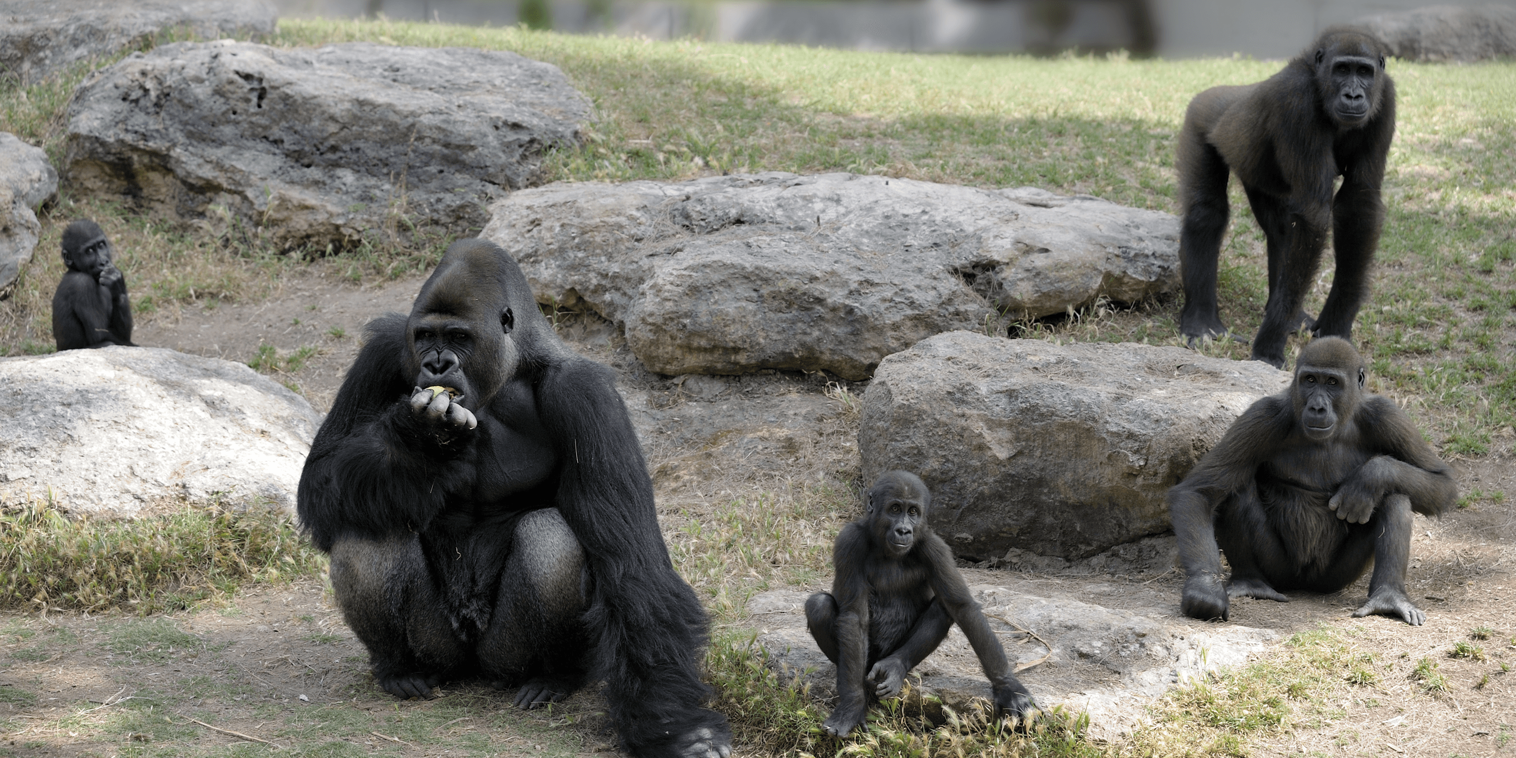 Opinion: The Parable of the Gorillas and Lions – A Lesson for Kenya