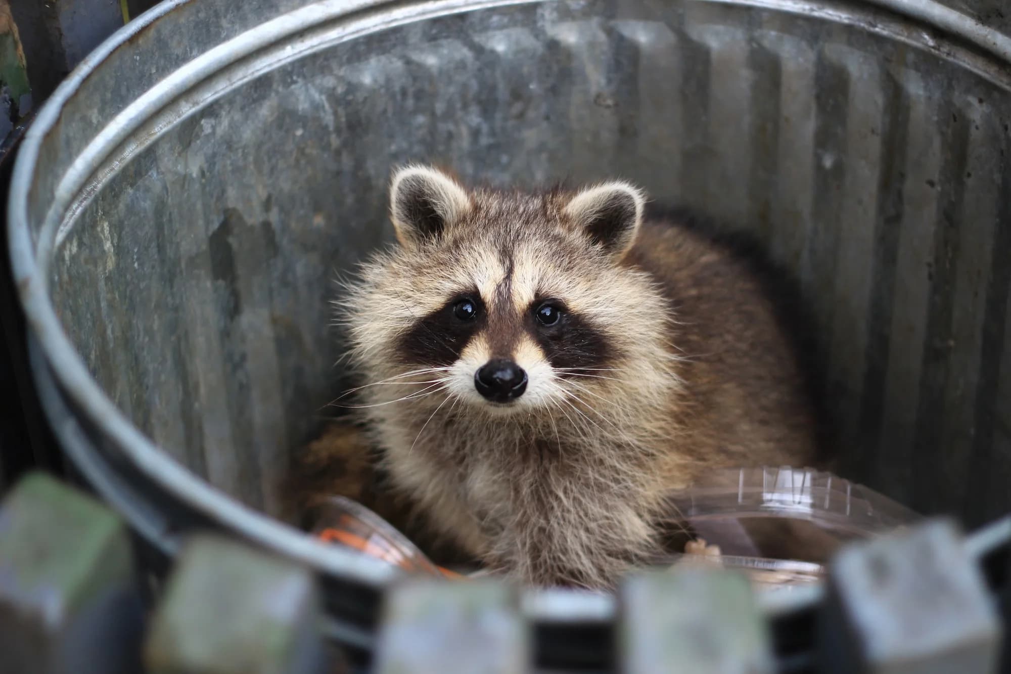 Urban Raccoons Show Signs of Self-Domestication, Study Finds