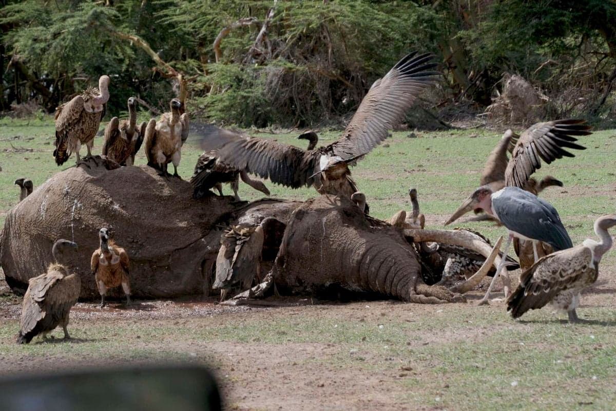 The Amboseli Massacre: 7 Lions and 13 Vultures Dead in Suspected Retaliatory Poisoning