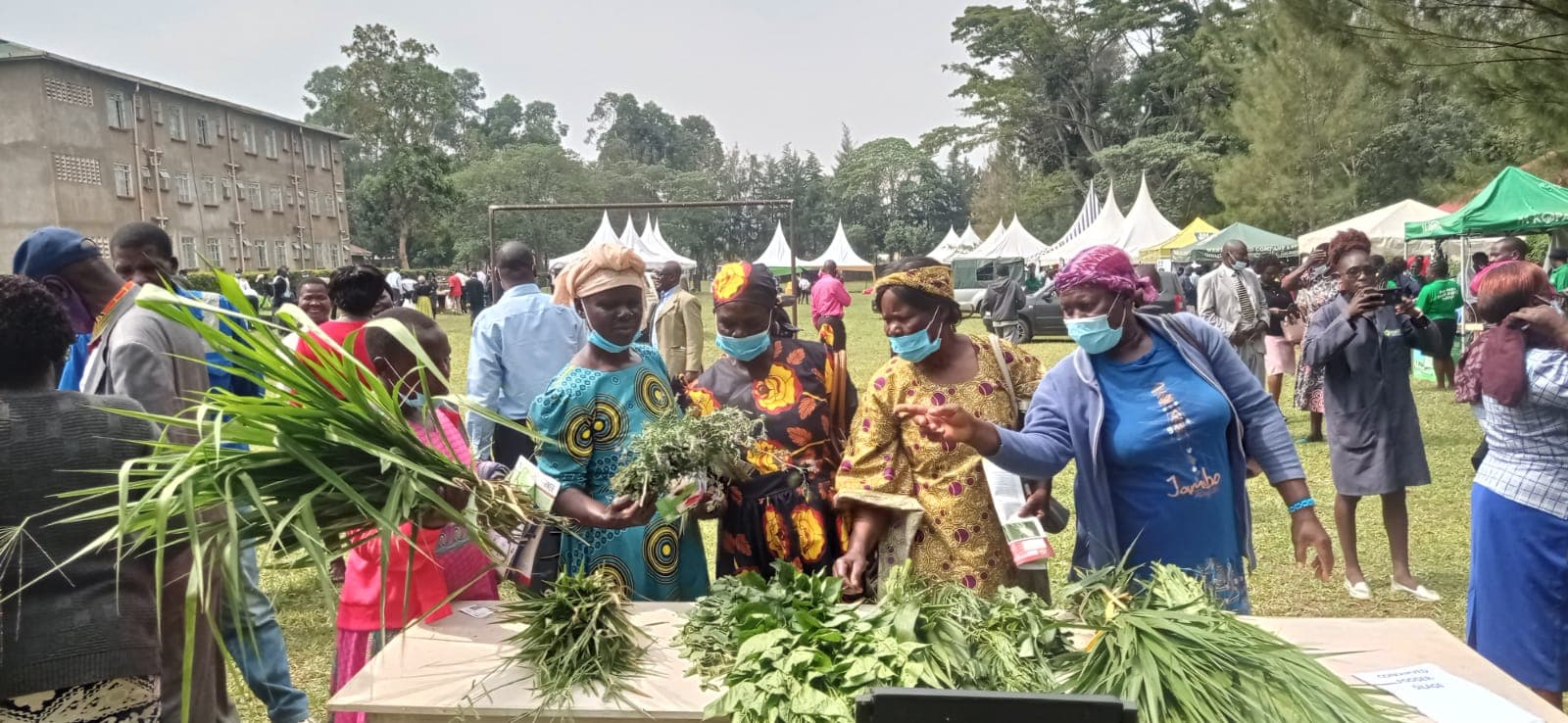 Silicon Savannah: Kakamega Farmers Turn to AI for Bumper Harvests