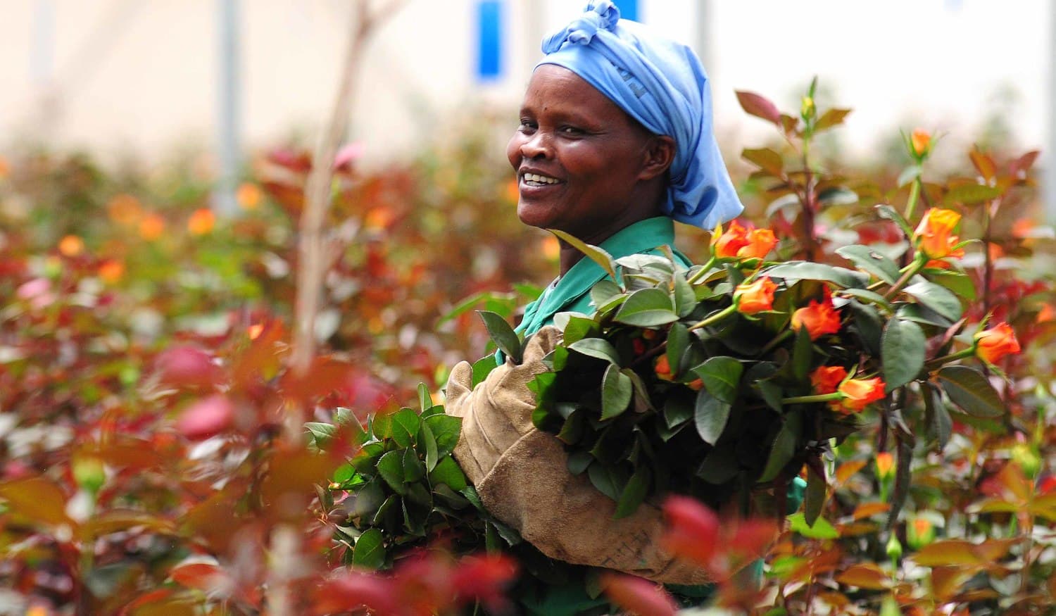 Kenya's Flower Sector Pivots Amid Global Trade Shifts