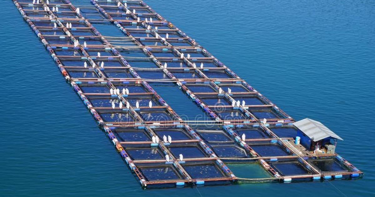 Blue Gold: Cage Fish Revolution Transforms Mwanza Lives