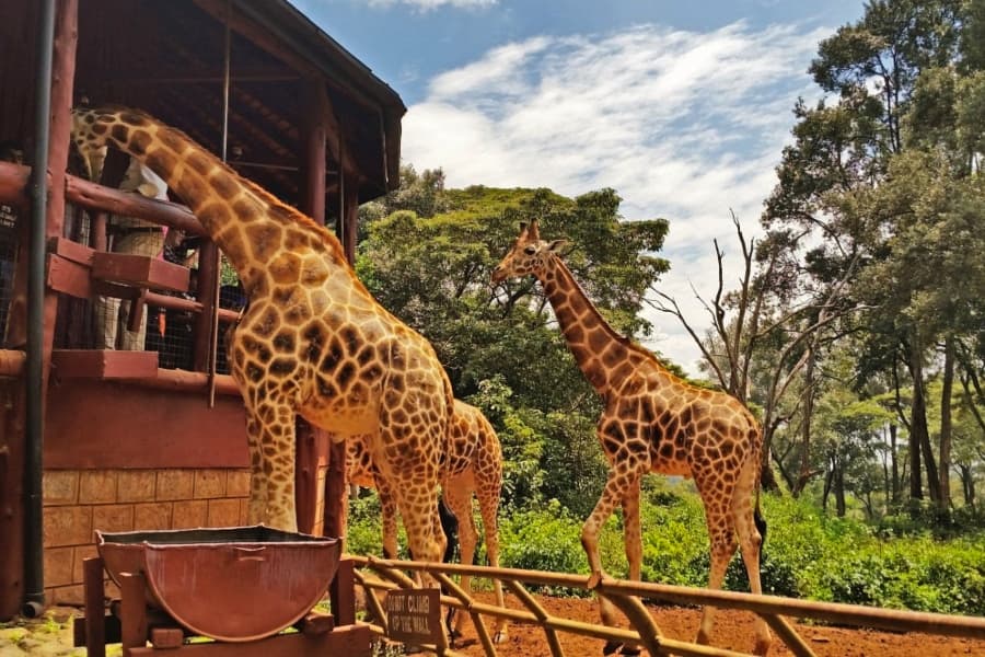 Giraffe Centre