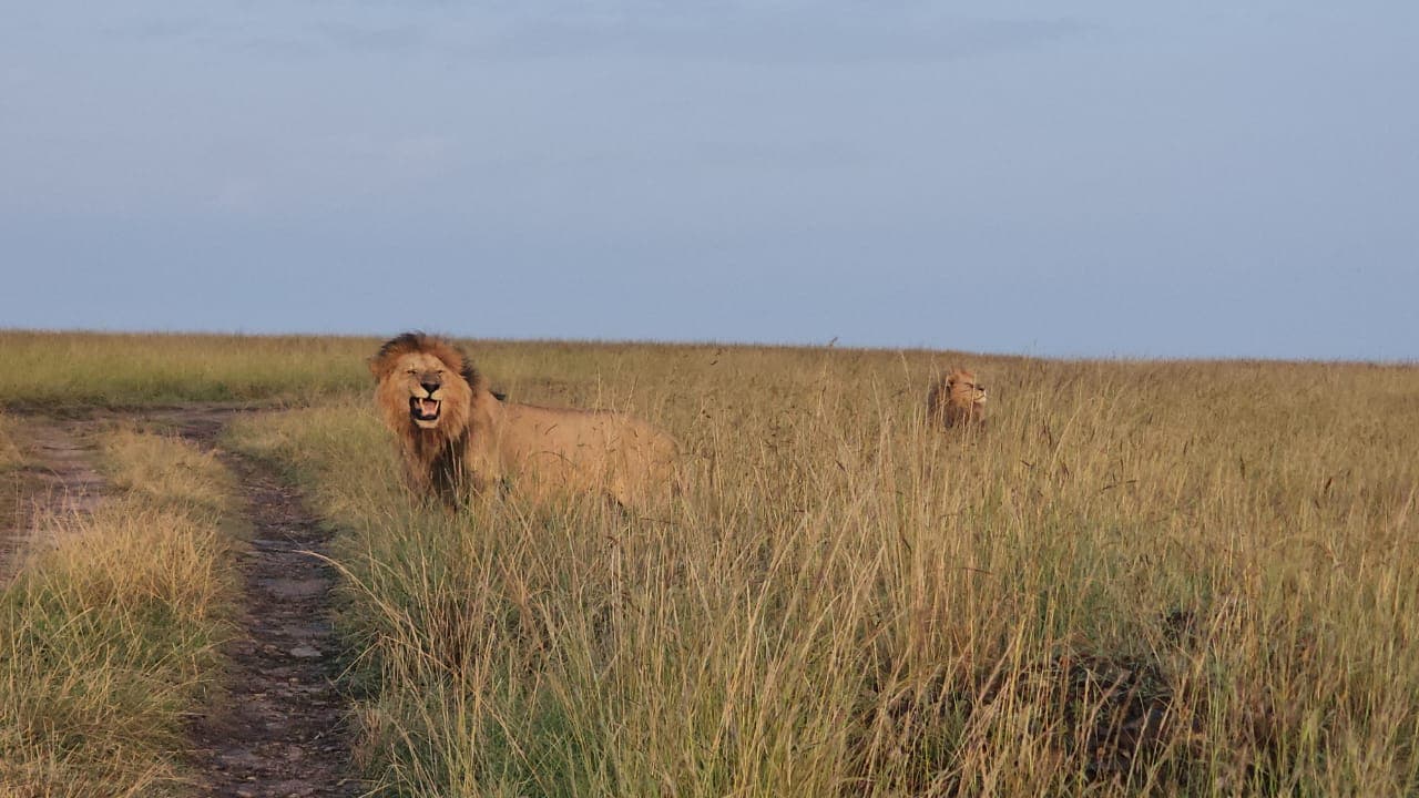 Mara's King Oloshipa Falls in Savage Territorial War