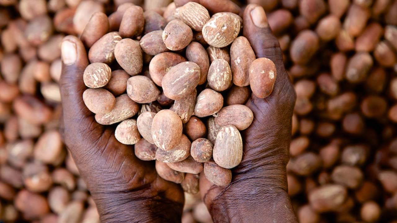 Nigeria Extends Raw Shea Nut Export Ban To Drive Industrialisation
