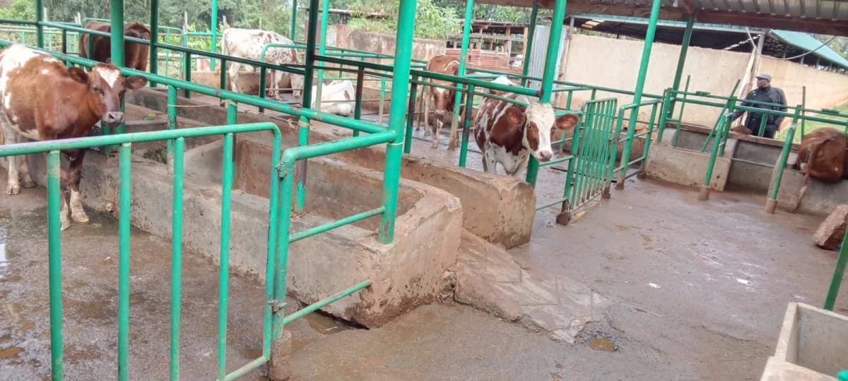 Night of Terror: Cow Theft at ATC Farm Ends Tragically