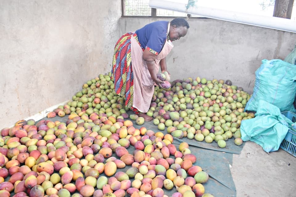 Rotting Gold: Kitui Mango Farmers Lose Billions to Pests and Neglect