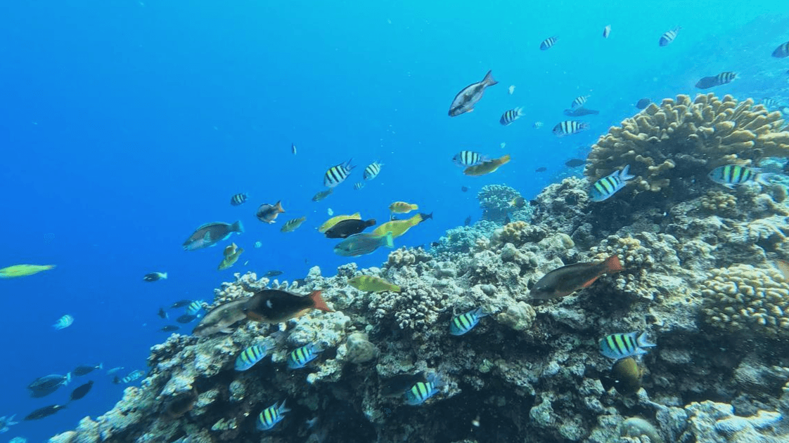 Beijing Claims 'Exceptional' Coral Health at Strategic Huangyan Island