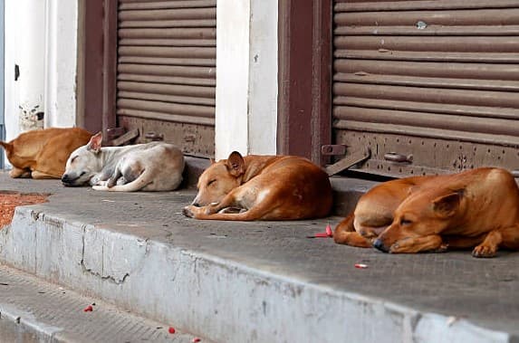 Terror in Murang’a as Rabid Dogs Maul Villagers