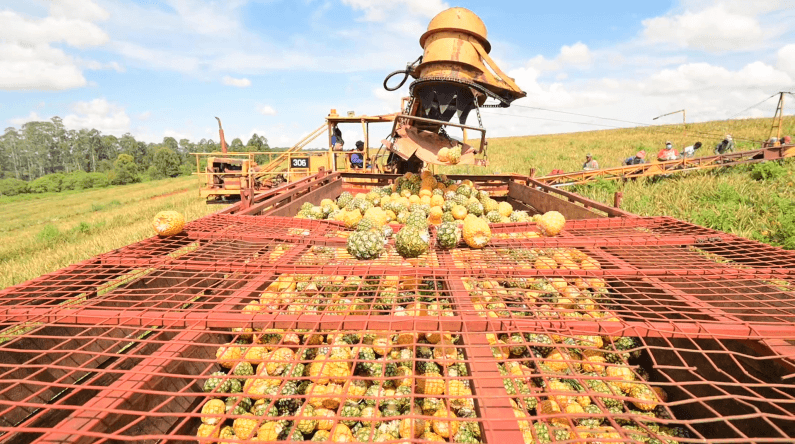 Blood Pineapples: Del Monte's Future Expansion Hinges on Settling a Dark Past