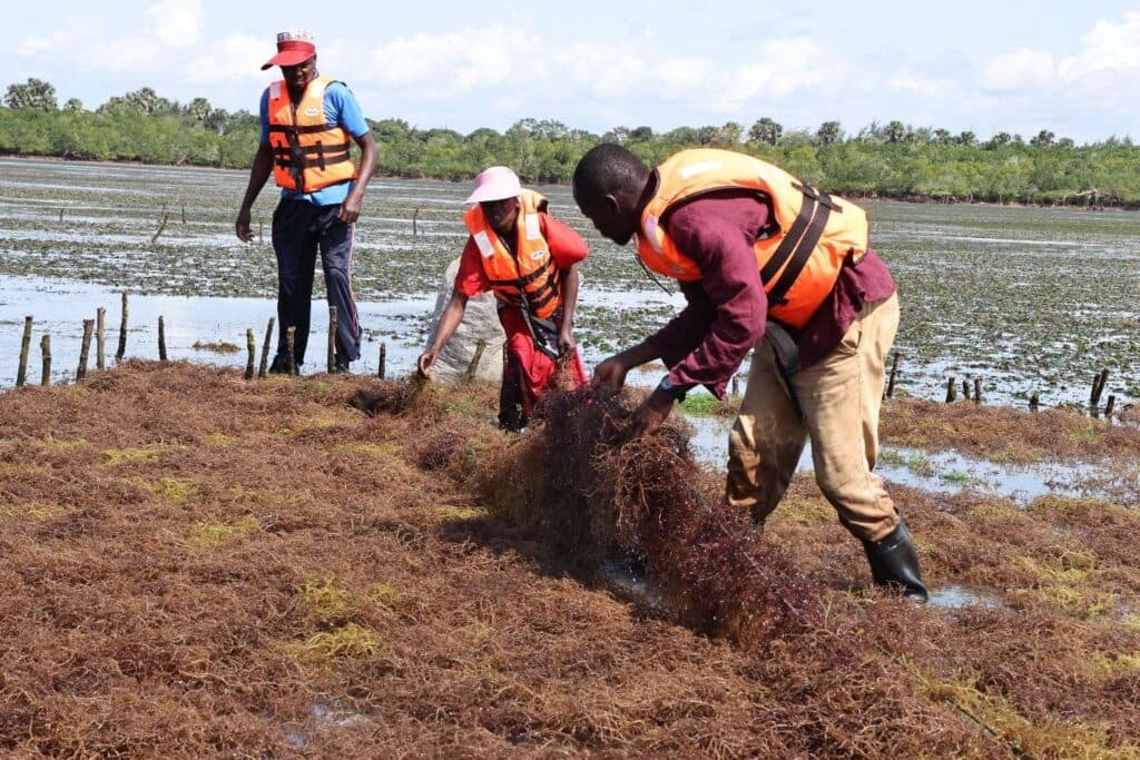 Green Gold: How Seaweed is Liberating Kwale’s Coastal Women