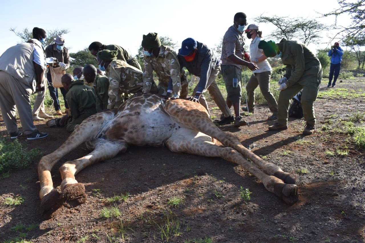 KWS Rushes to Protect Wildlife as Drought Looms in Amboseli