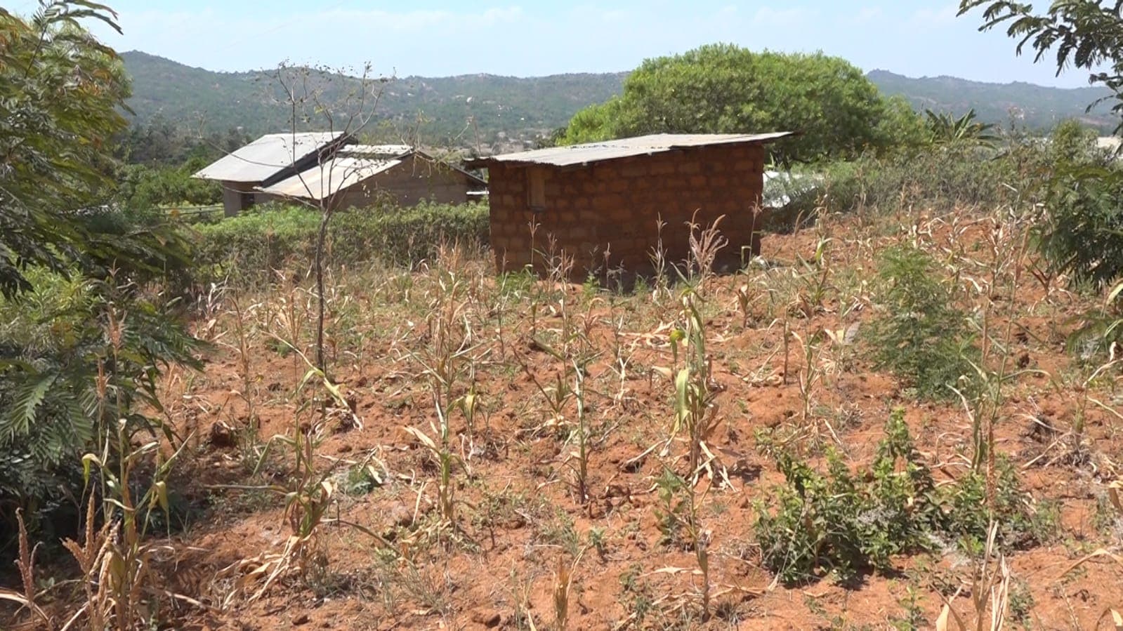 Muranga Farmers Watch Fertile Land Wither Waiting for Water