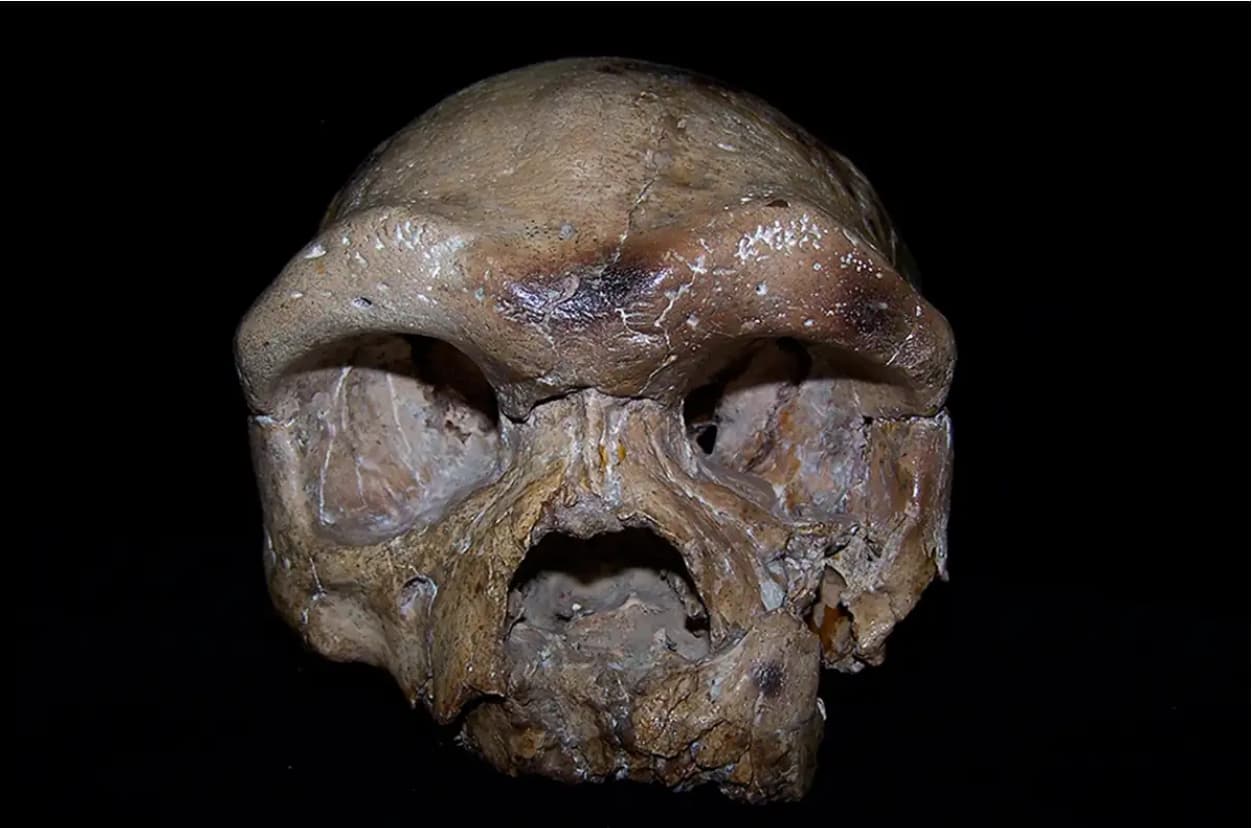 Ancient skull in China’s Hubei may rewrite human family tree, scientists say