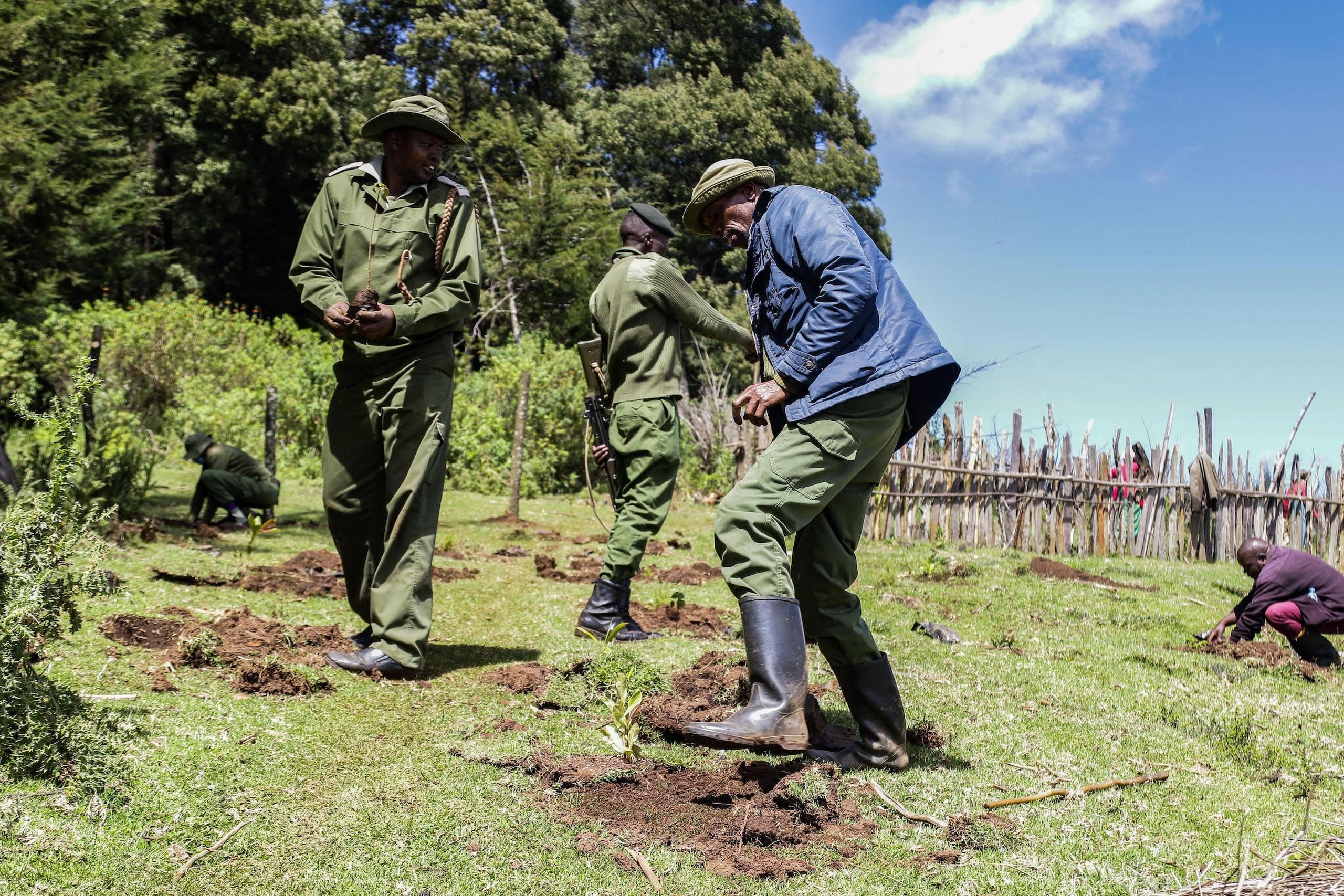 Planting the Wrong Trees: Experts Explain Slow Growth of Kenya’s Forest Cover