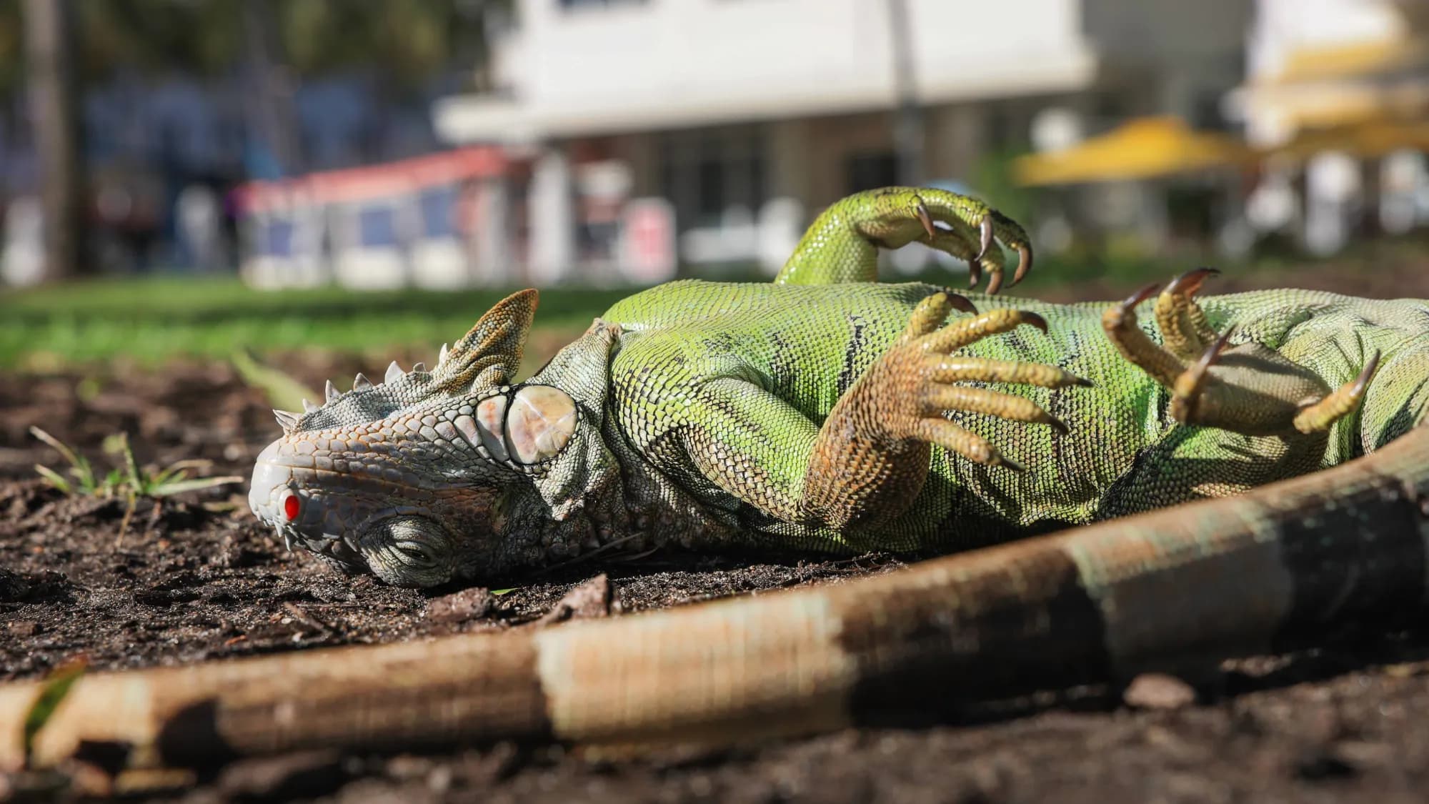 Florida's Frozen Iguana Shower Highlights Severe Invasive Species Crisis