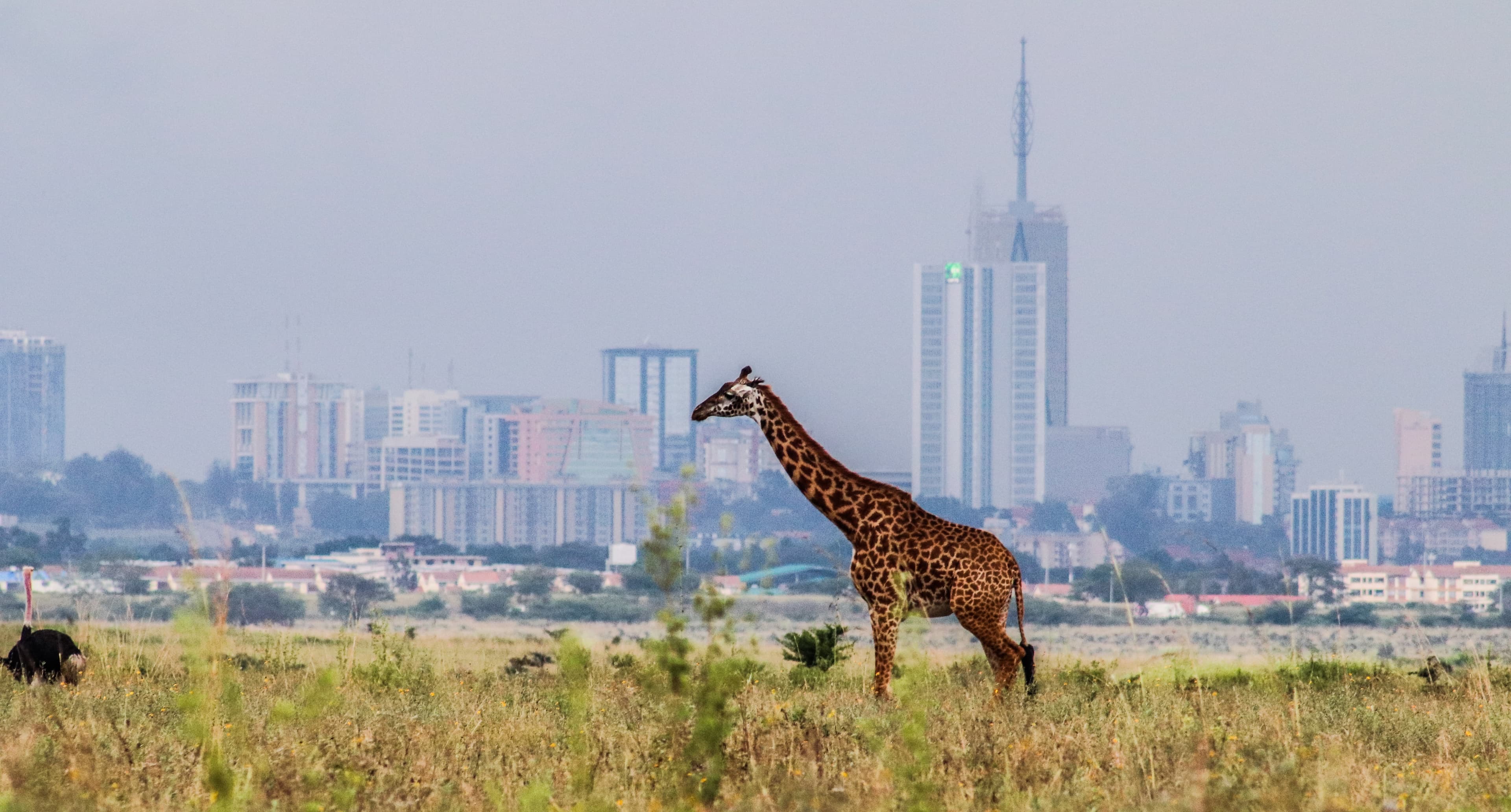 Myth or Money? Debunking the “Somali Wealth” Narrative Driving Nairobi's Skyline