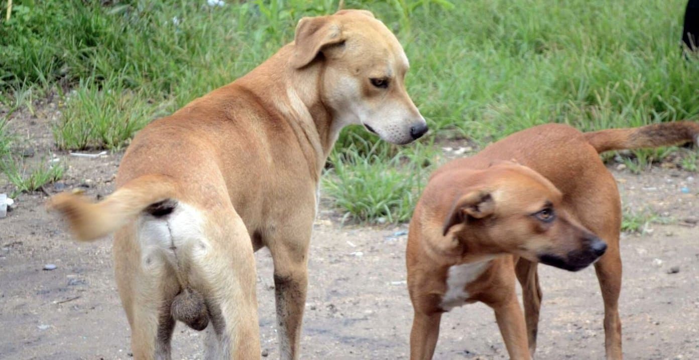 Residents Alarmed by Suspected Dog Meat Trade in Embu