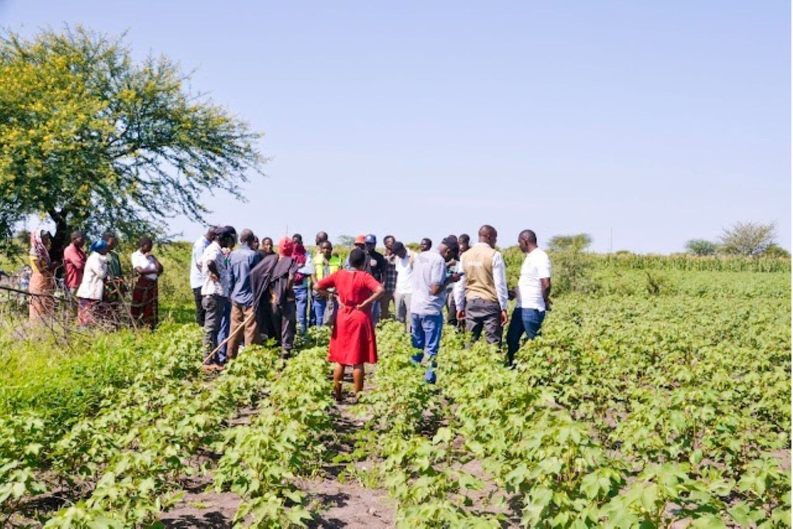 Tanzania Deploys Modern Sprayers to Revolutionize Cotton Farming