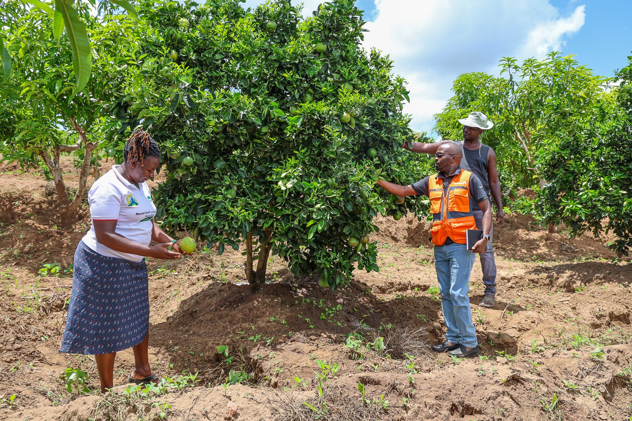Giants in the Garden: Elephants Decimate Makueni Harvests