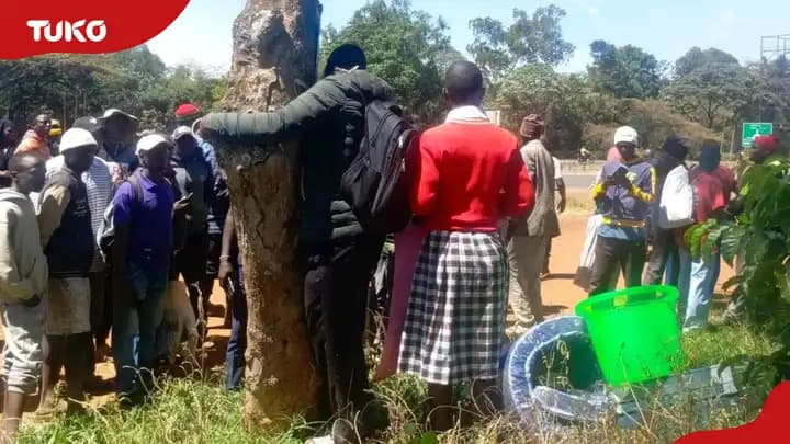 Mob Justice in Kitale: Tree-Hugging Dad Beaten Over Fees "Con Game"