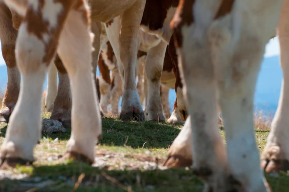 Three Arrested Over Cross-County Livestock Theft Syndicate