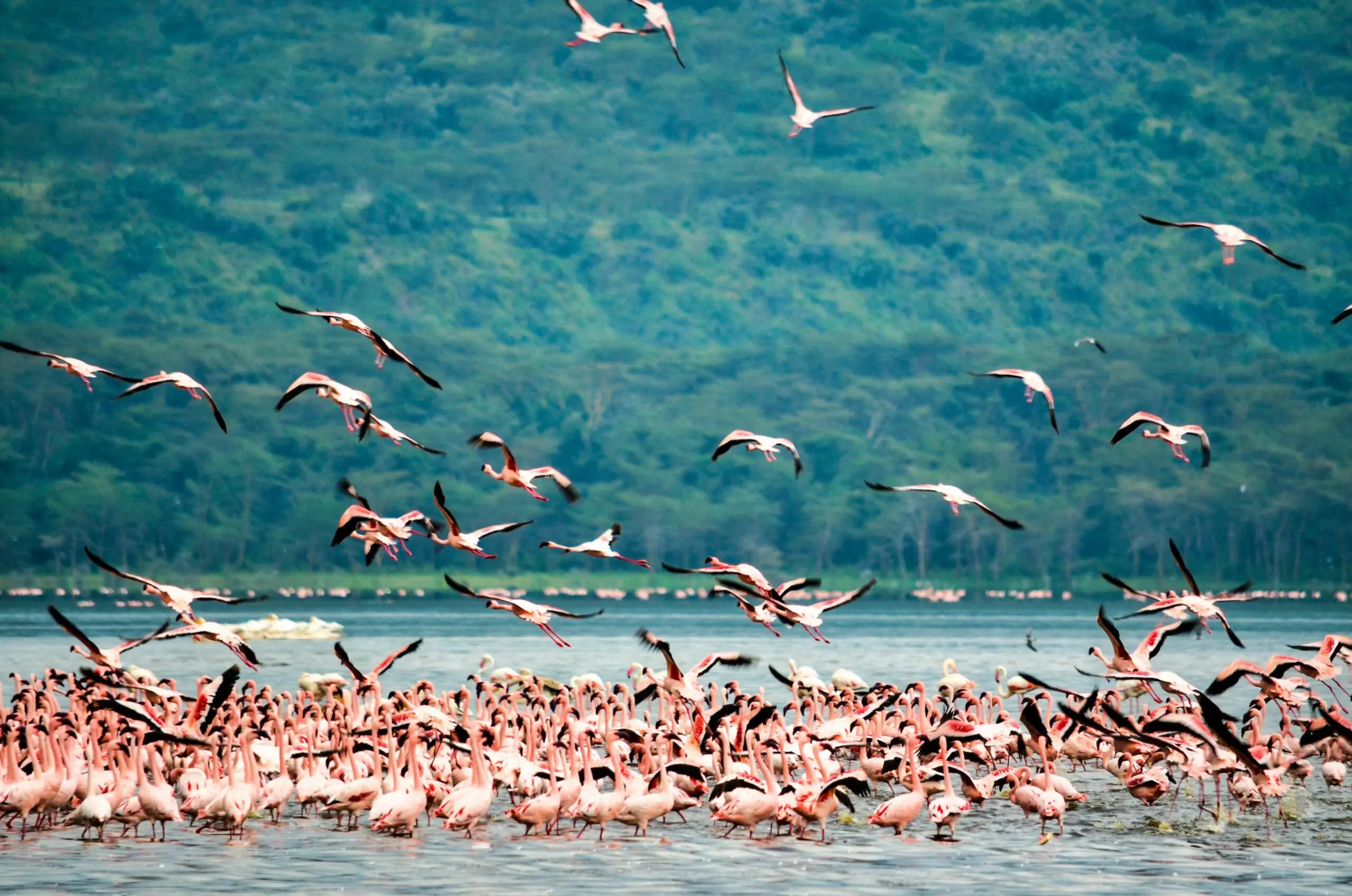 Lake Bogoria National Reserve
