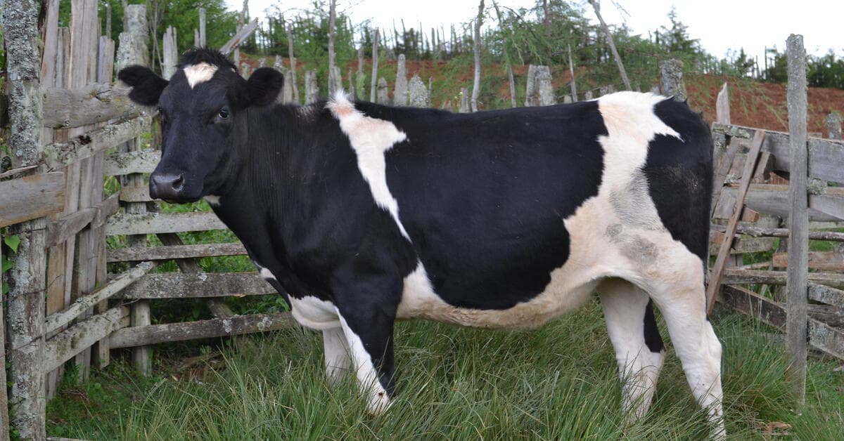 Datafication to Revolutionise Kenya's Livestock Sector Amidst Growth