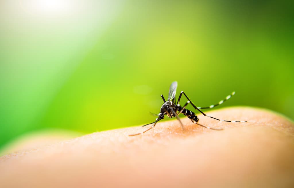 WHO Endorses Kenyan‑Made Spatial Repellents to Fight Mosquito‑Borne Diseases
