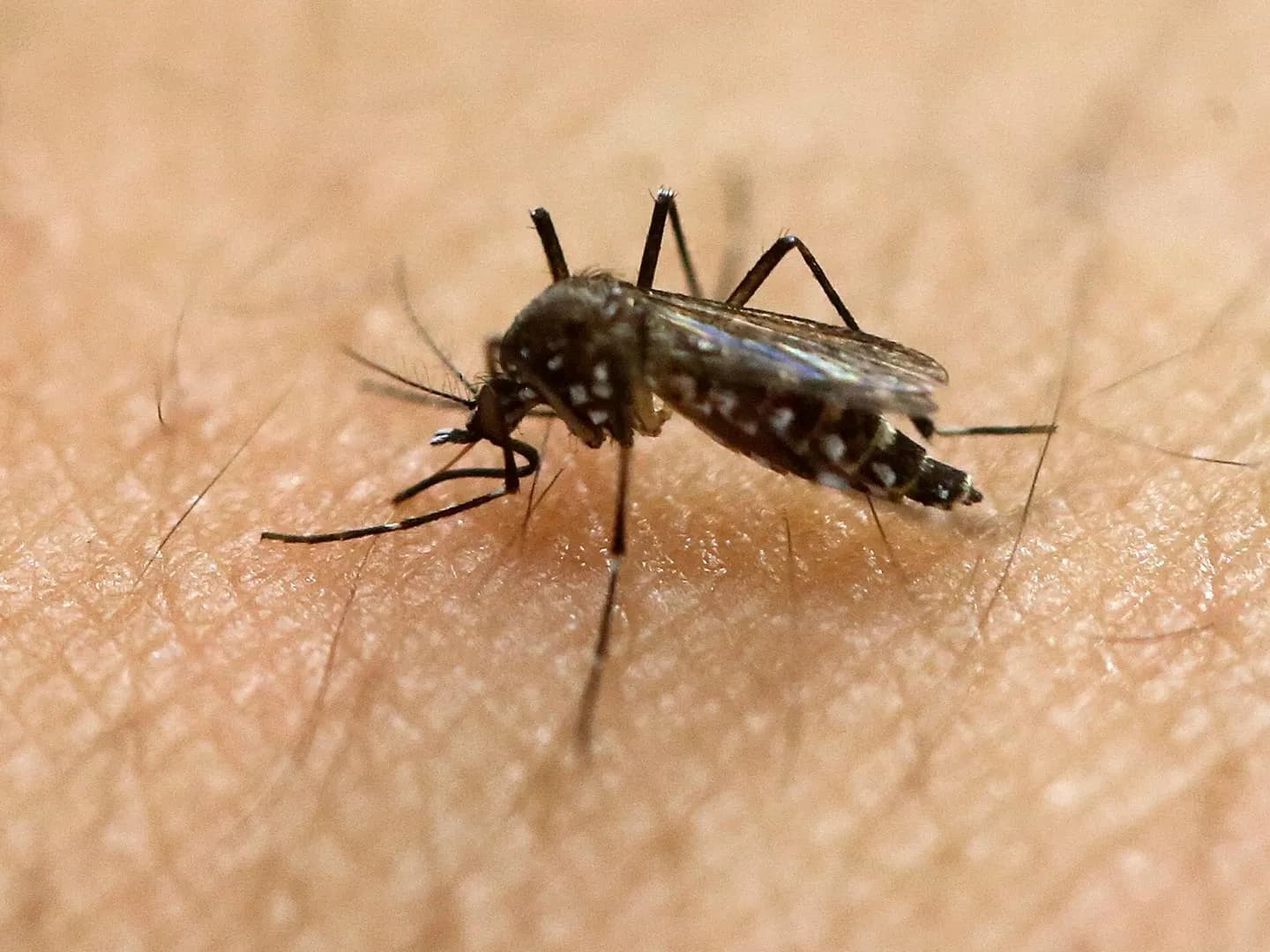 WHO Warns of Chikungunya "Silent Spread" as Kenya Confirms Dozens of Cases