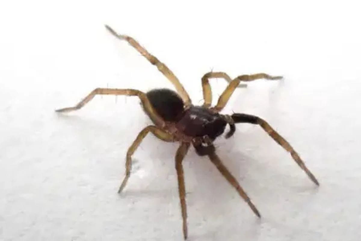 Rare UK Spider Rediscovered After 40 Years, Sparking Conservation Lessons