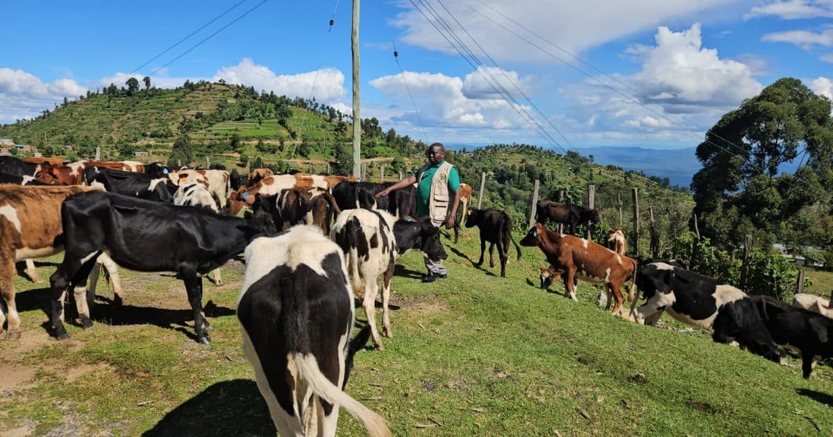 Kisumu County Imposes Livestock Quarantine to Combat Foot and Mouth Disease Outbreak