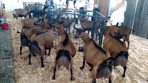 Elburgon Youth Builds Lucrative Dairy Goat Farming Empire