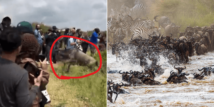 Tourism CS Miano Responds to Viral Video of Tourists Blocking Wildebeest Migration at Maasai Mara