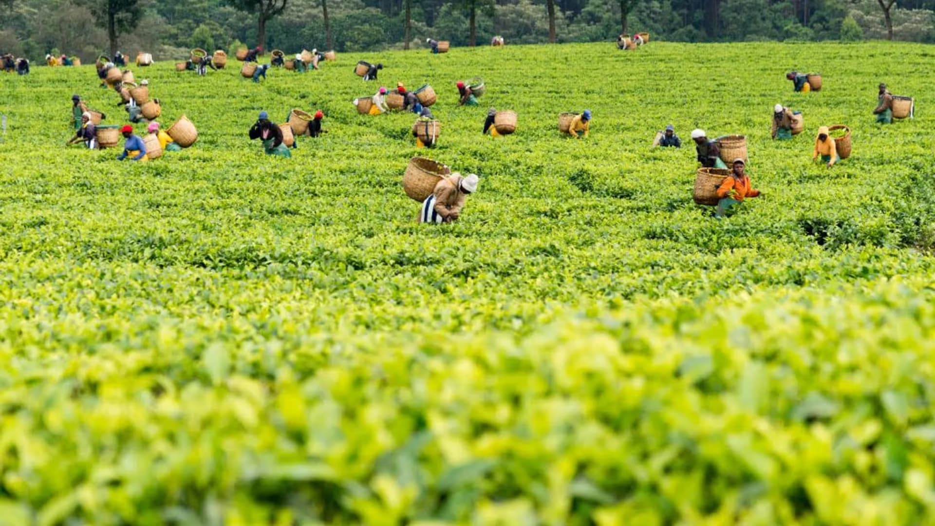 The Sh32 'Geography Tax' Bleeding West Kenya Tea Farmers Dry